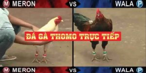 Đá gà trực tiếp Thomo