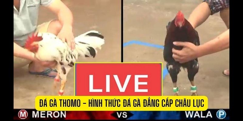 Đá gà trực tiếp Thomo U888 là điểm đến hoàn hảo